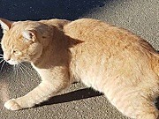 Найден кот рыжий г.Подольск