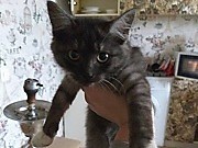 Найдена кошка котёнок Подольск