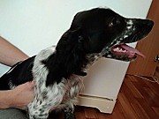 Найдена собака кобель спаниель Подольск